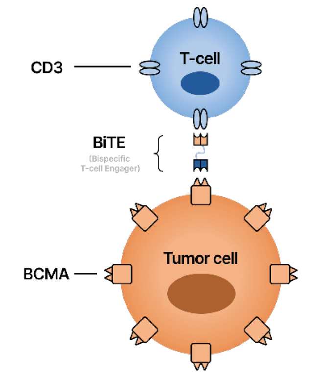 Correlation between T-cell and Tumor cell